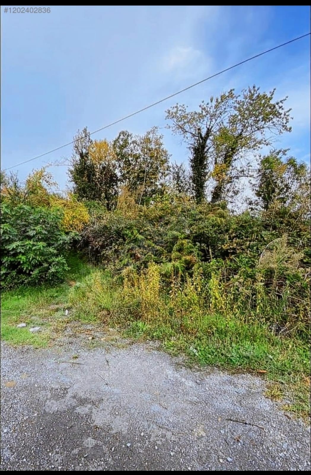 Fotoğraf